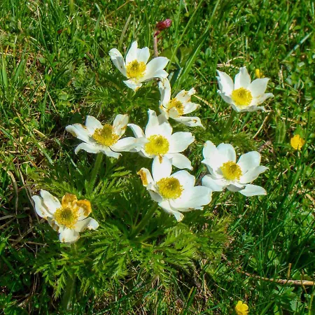 Plobst - Dof110